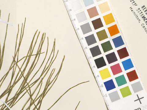 Herbaria